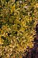 Buxus microphylla Kingsville Dwarf IMG_8817 Bukszpan drobnolistny